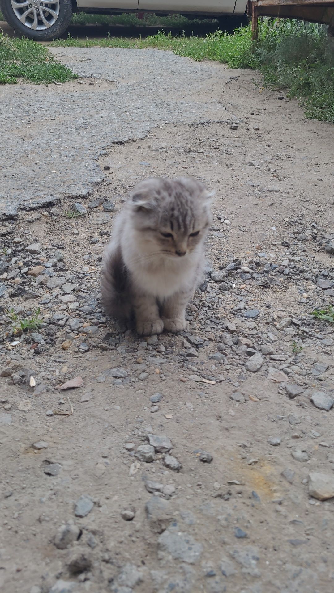 Кошечка очень красивая
