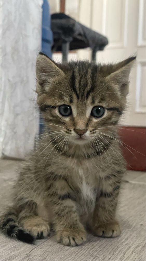 Отдам котят в добрые руки
