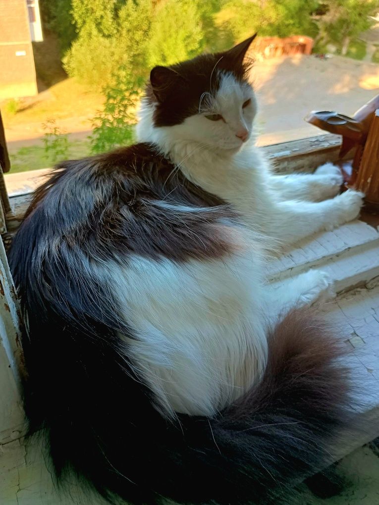 Кошечка ищет семью