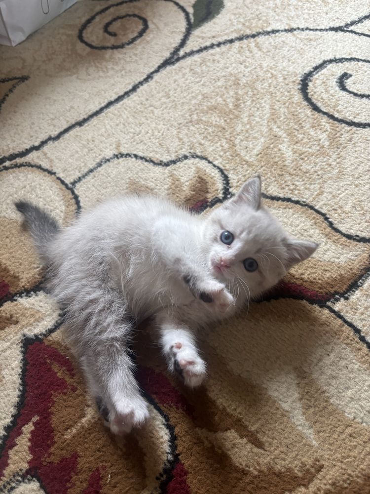 Отдам котенка девочку