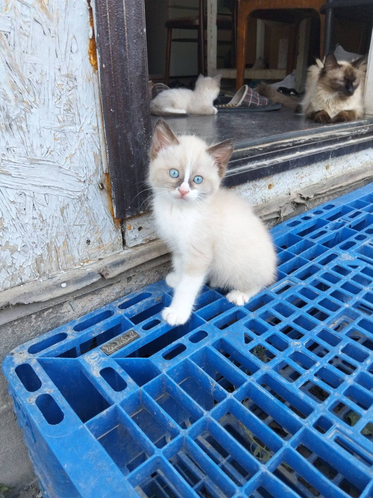 Отдам котят 1.5 месяца