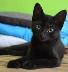 Отдам.   котенка