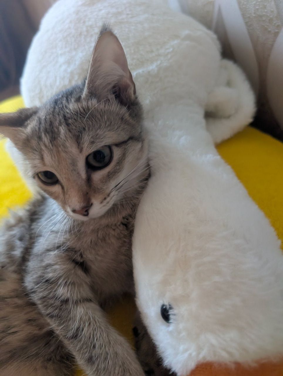 Котята#котята#котята