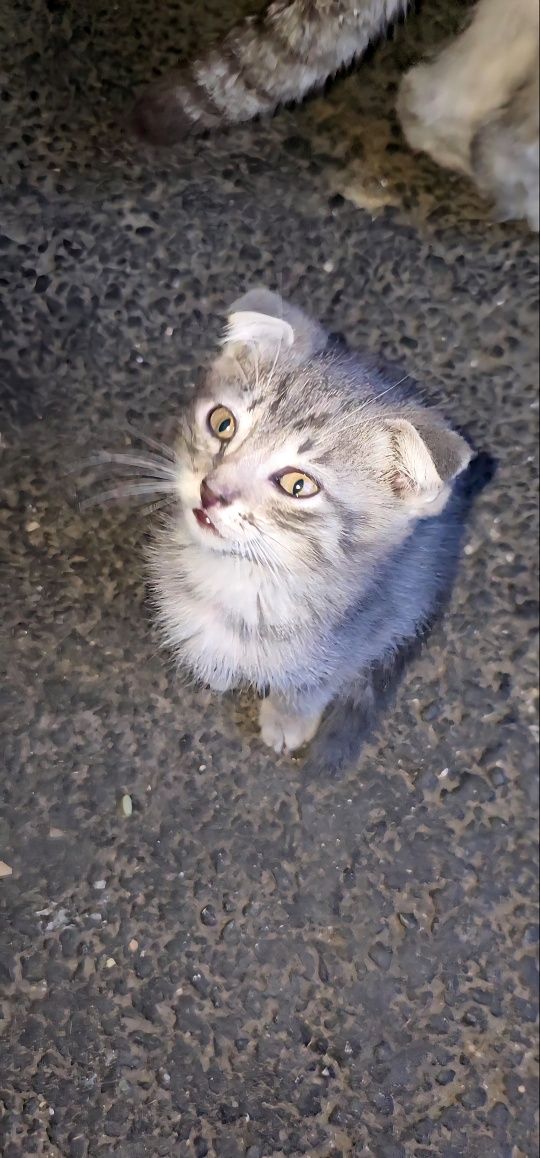 Отдам.     котят