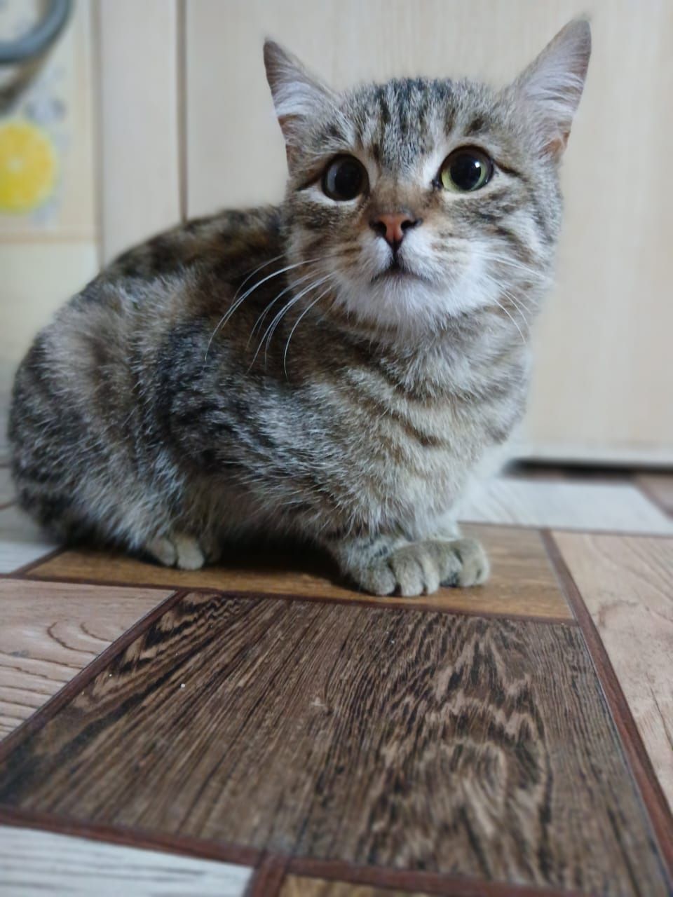 Отдам котенка в добрые руки, мальчика, 4 месяца