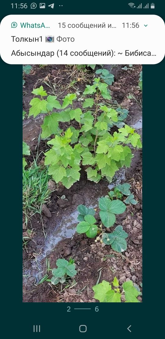 Чёрная смородина и клубники малины рассада