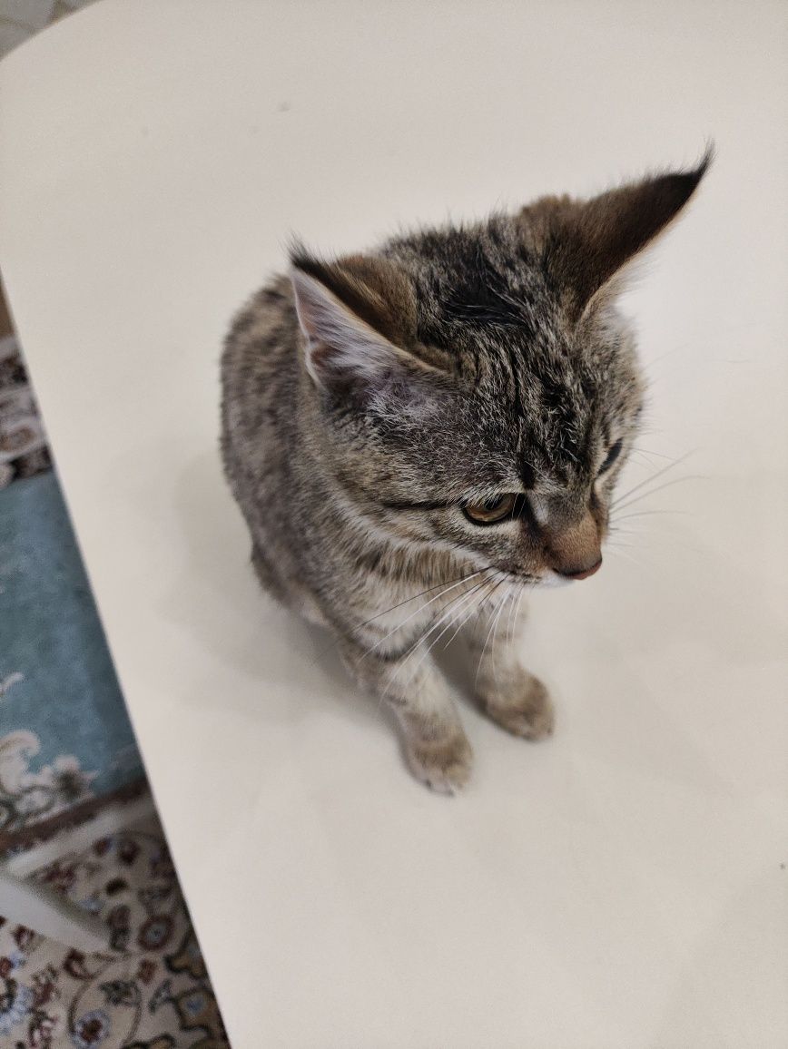 Котенок в добрые руки