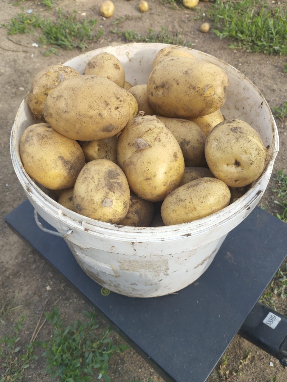 Продам домашний молодой картофель