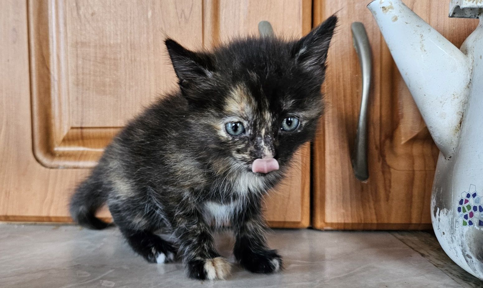 Отдам котят в хорошие руки