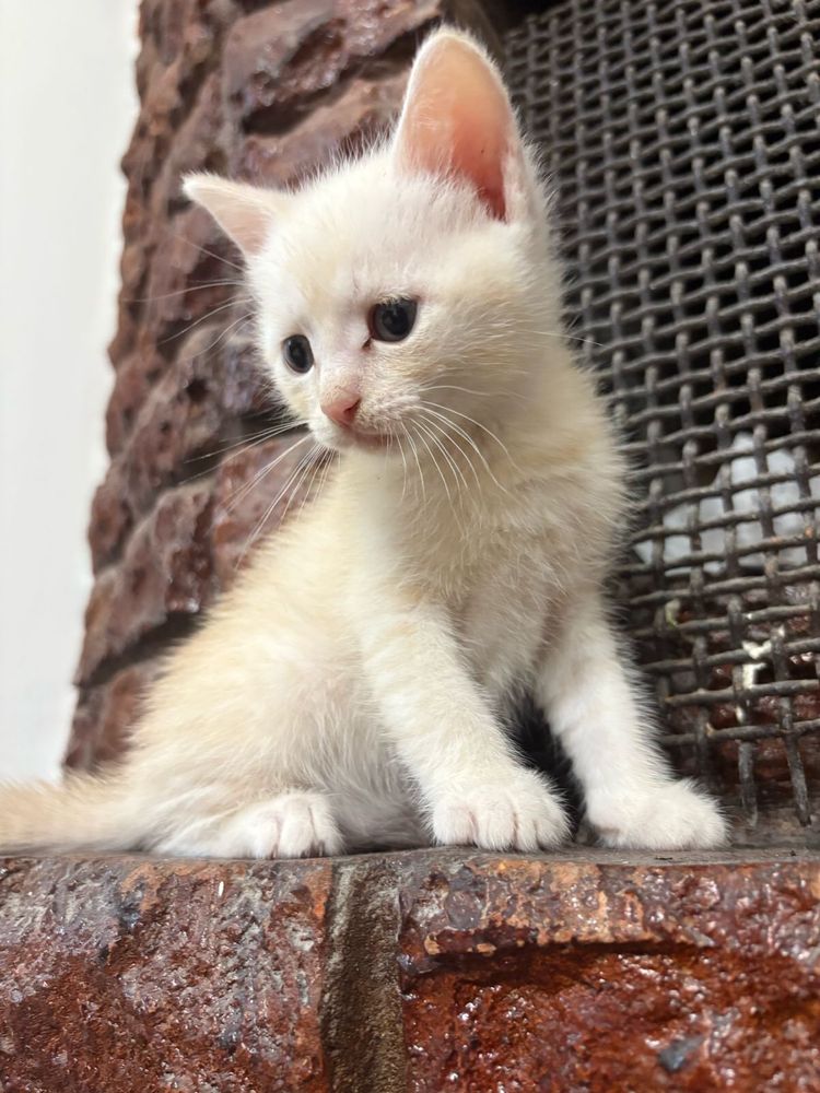 Отдам котят в хорошие руки