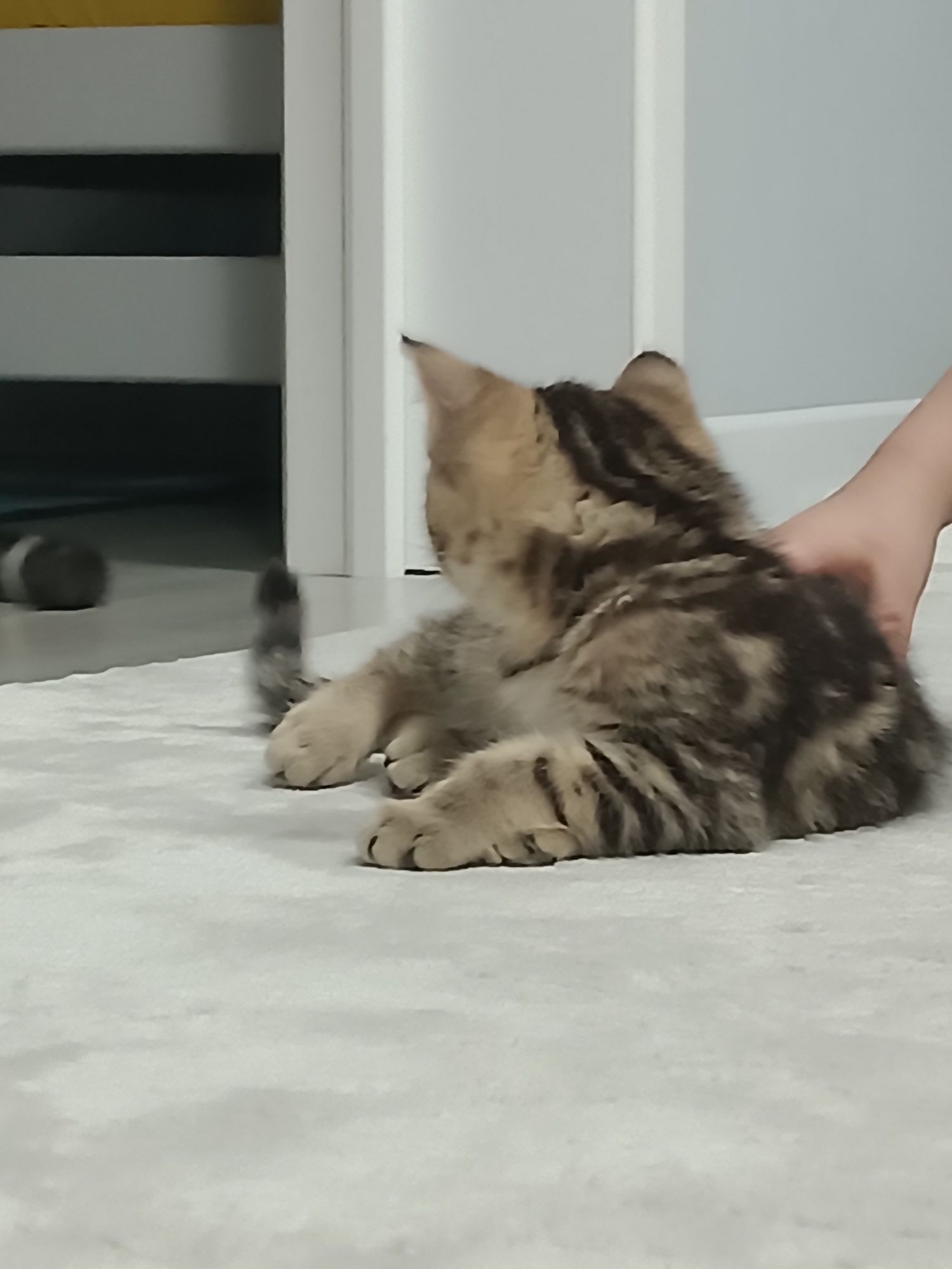 Шотландский прямоухий котенок 1,5 мес