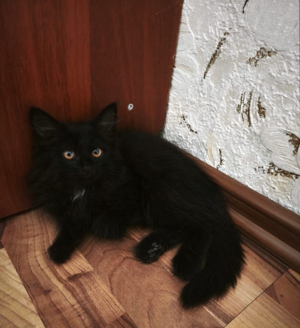 Отдам в добрые руки