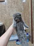 Шотландский вислоухий котенок