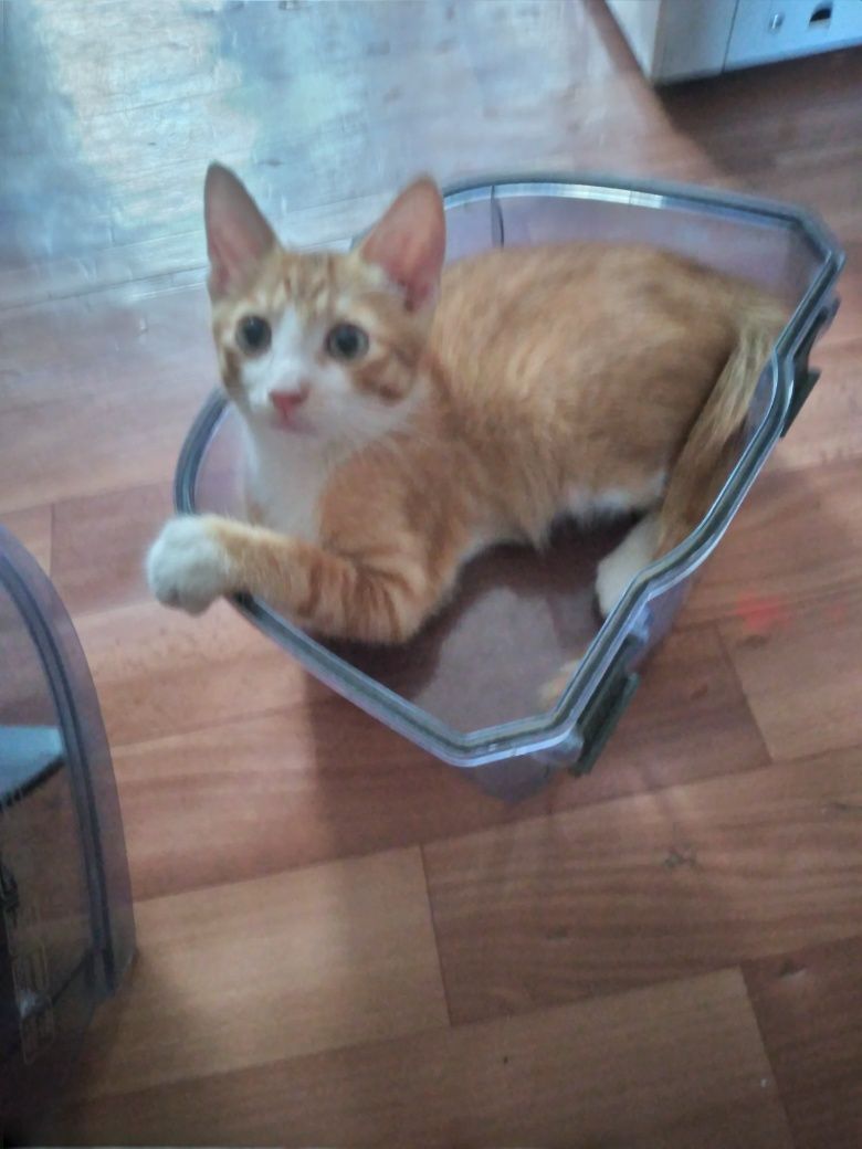 Отдам котят добрые руки