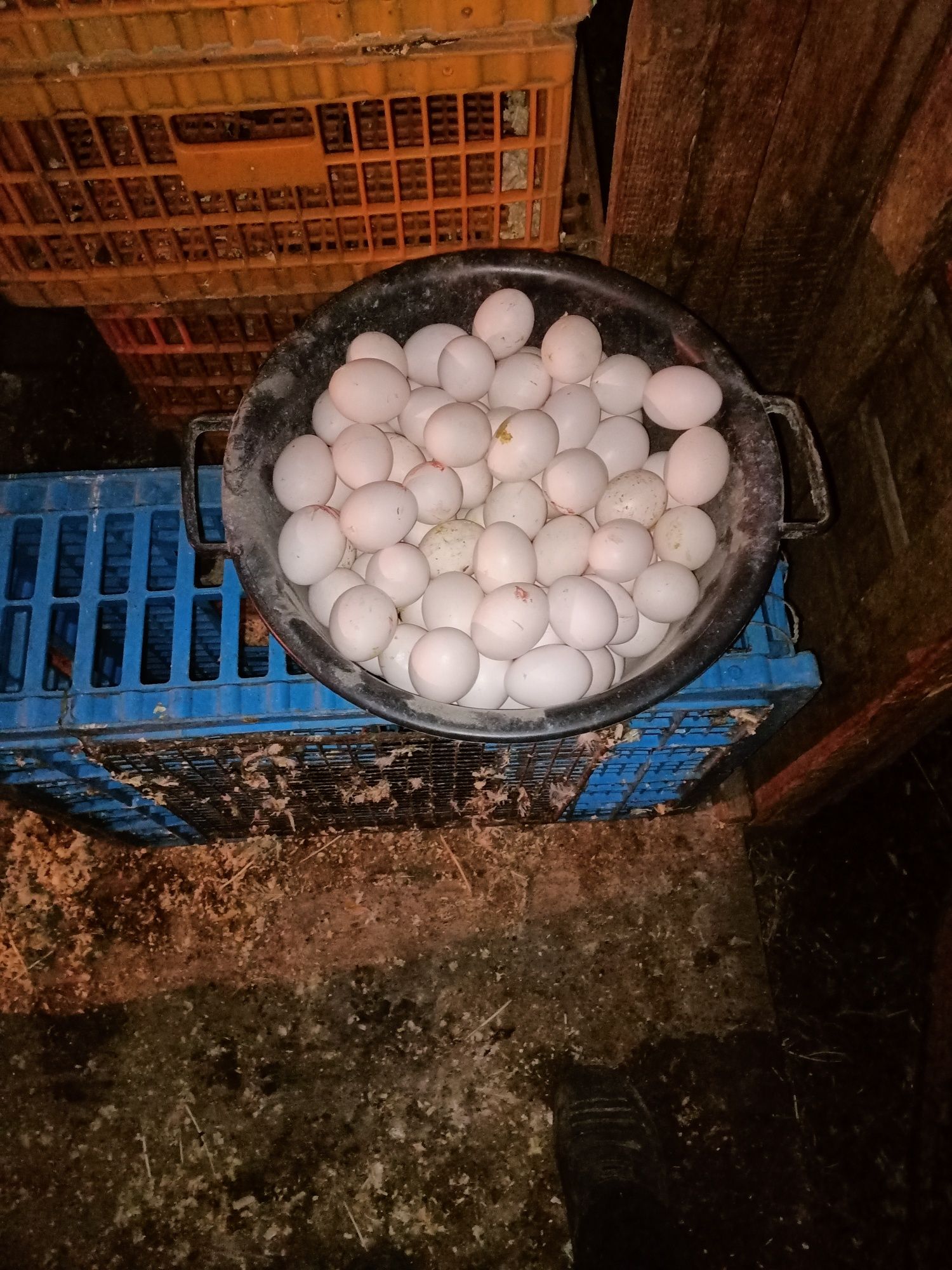 Куры несушки доставка