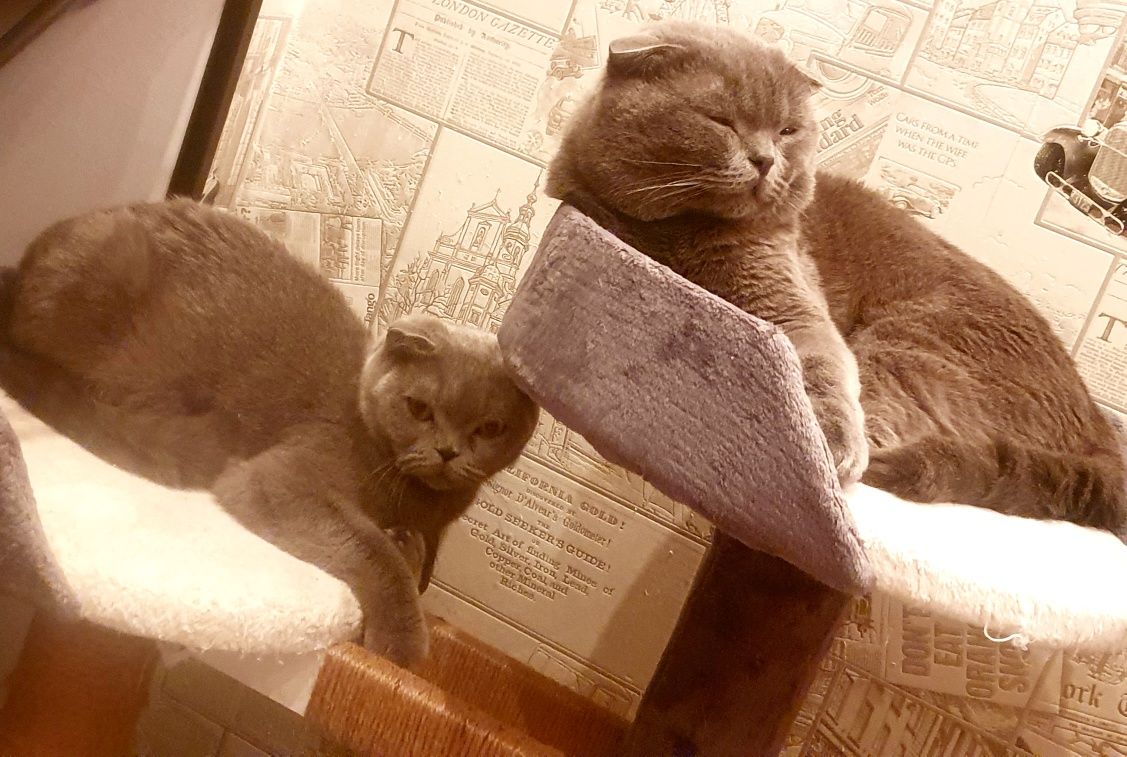 Котик ищет невесту,спаривание,вязка