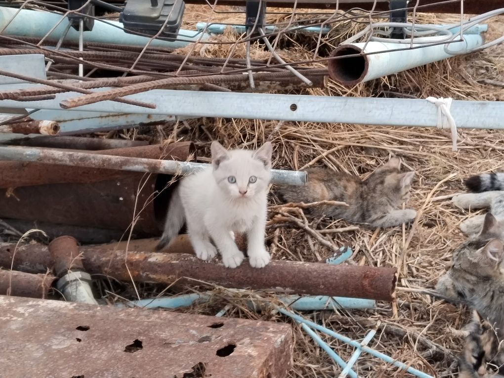 Отдам котят в хорошие руки