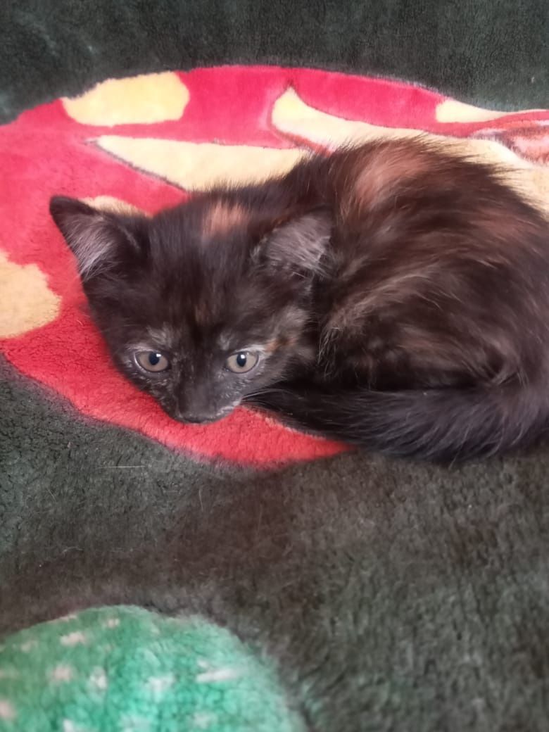 Бесплатно котят в добрые руки