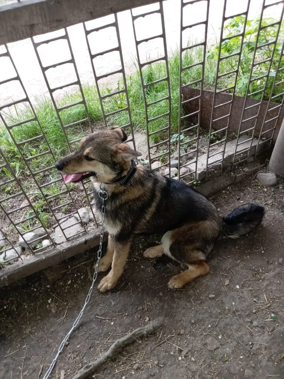 Отдам стерилизованную собачку