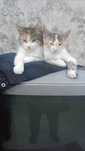 Котенку (девочка) нужен дом!