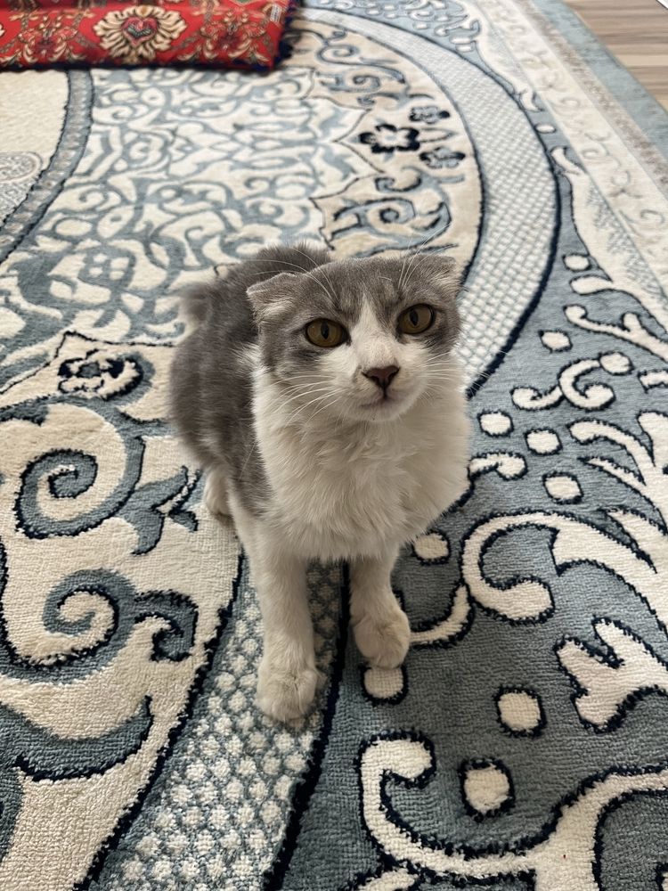 Мысық марғау . Котенок