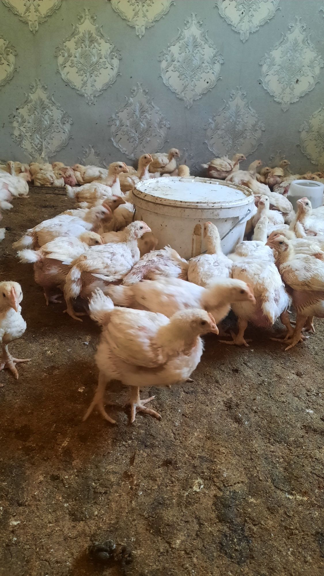 Продам цеплят бролер
