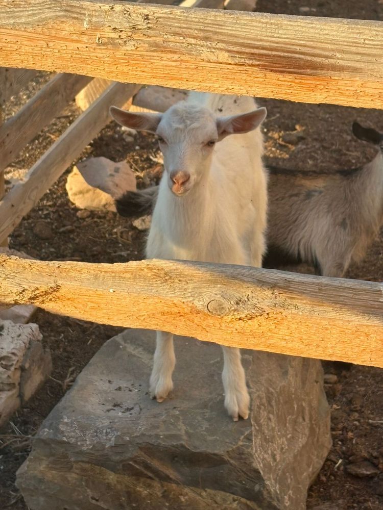 Лақ сатылады Заанен шведский