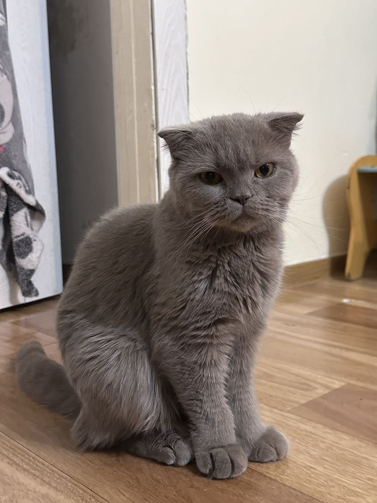 Кастрированная шотландская вислоухая кошка. Звоните по номеру сразу!))