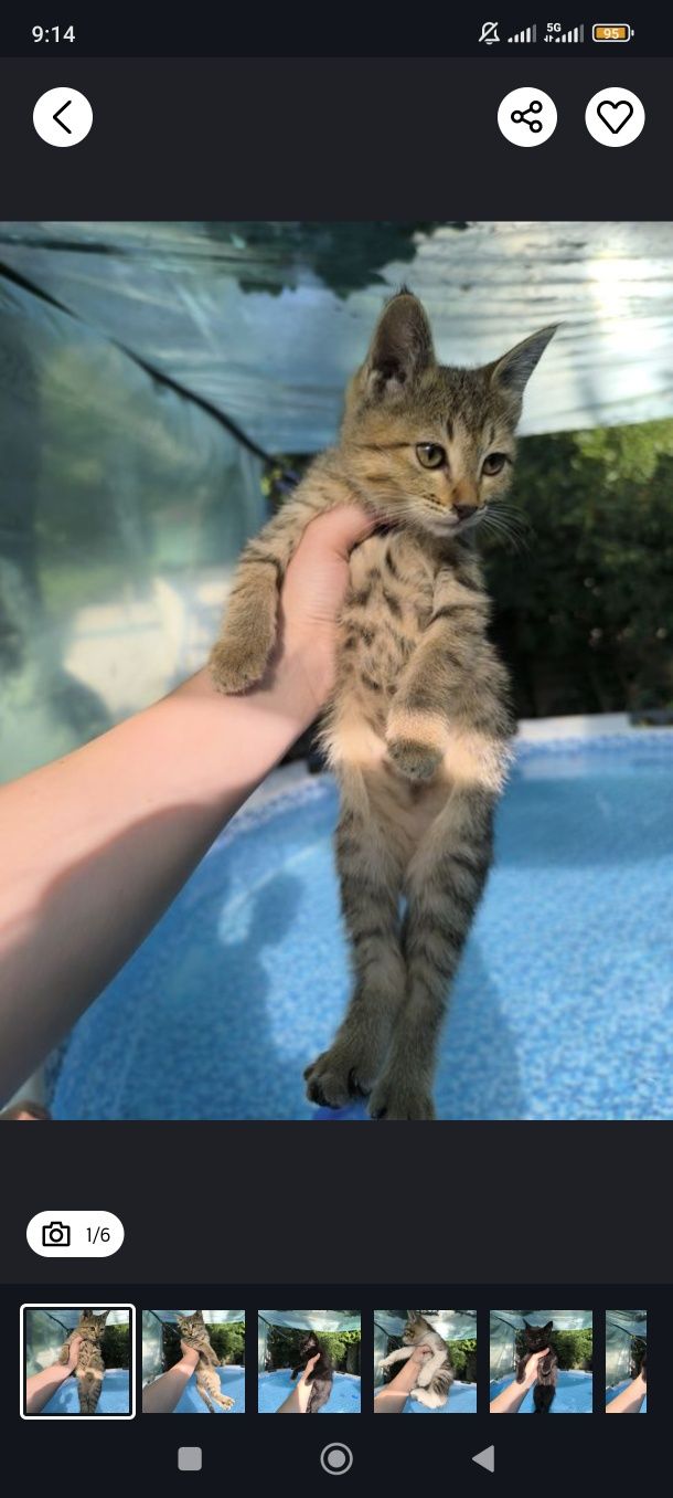 Котята от сиамской кошечки