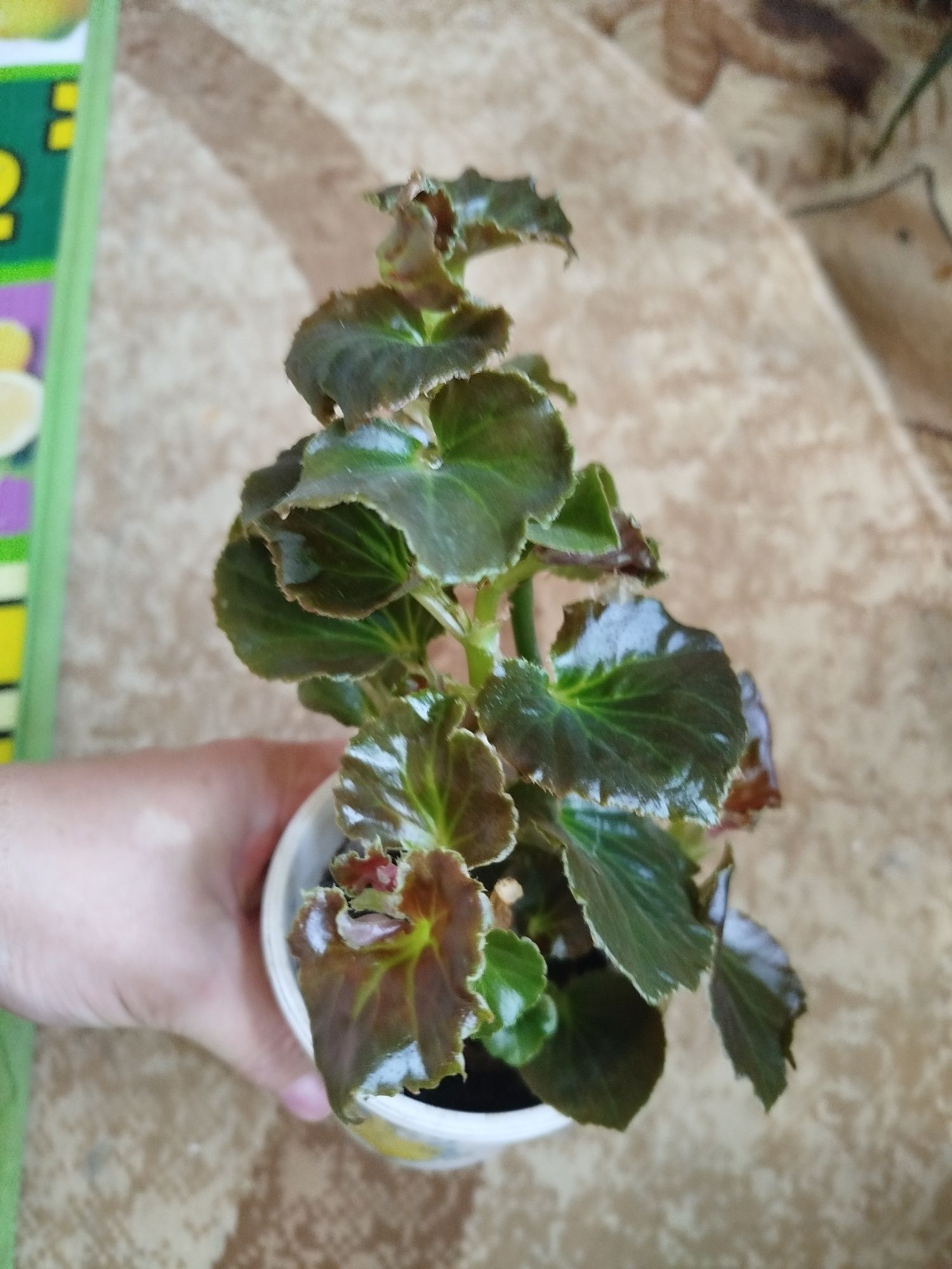 Продам цветок Бегонию!