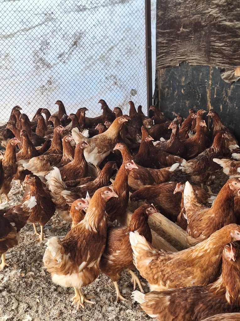 Продам Несушку Ломаны