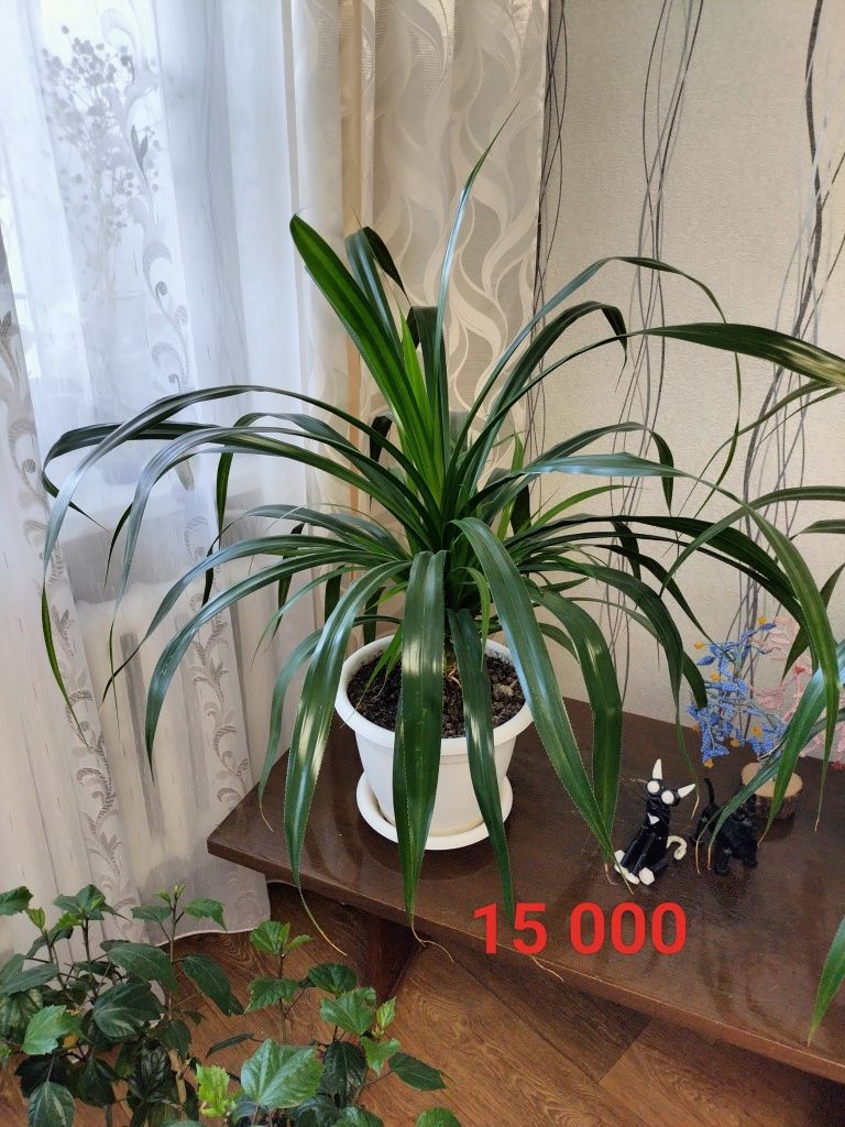 Продам домашние цветы