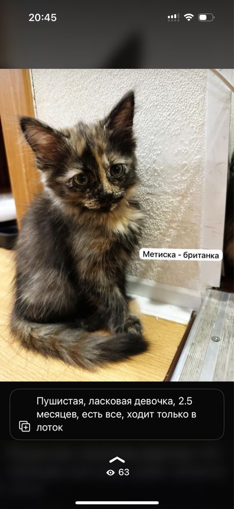 Отдам котят бесплатно