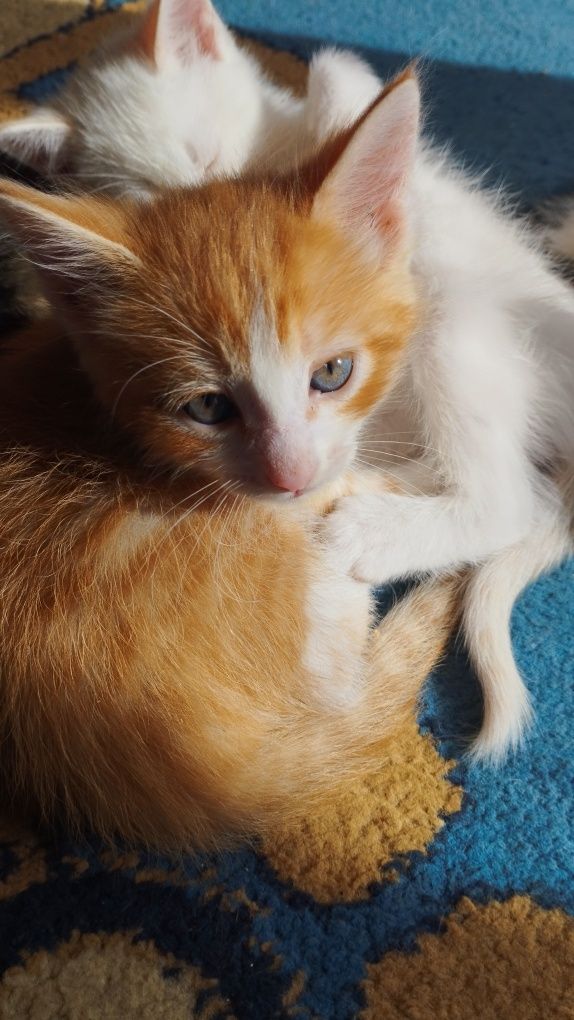 Отдам котят в добрые руки