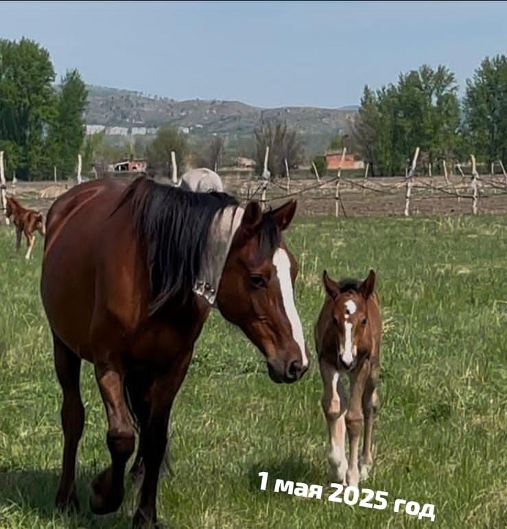 Продам кобыл Усть-Каменогорск