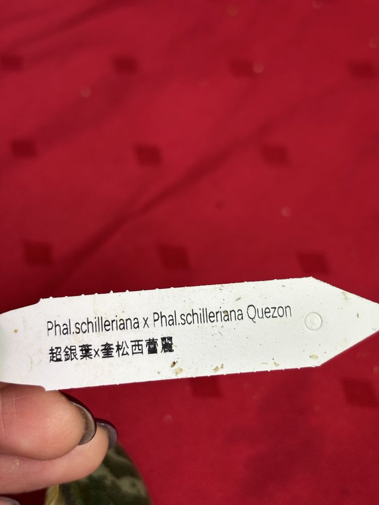 Продам Орхидея Шиллериана