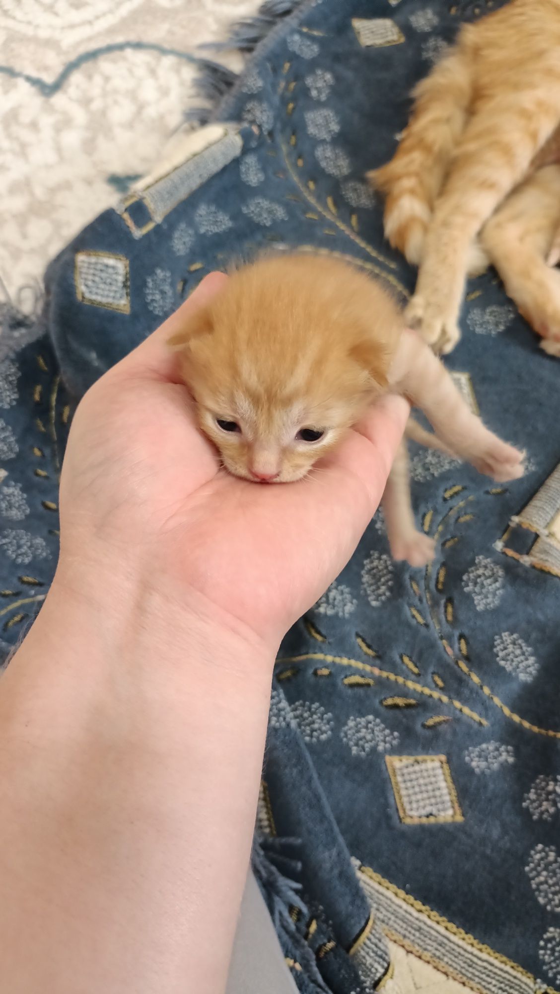 Отдам рыжие котята