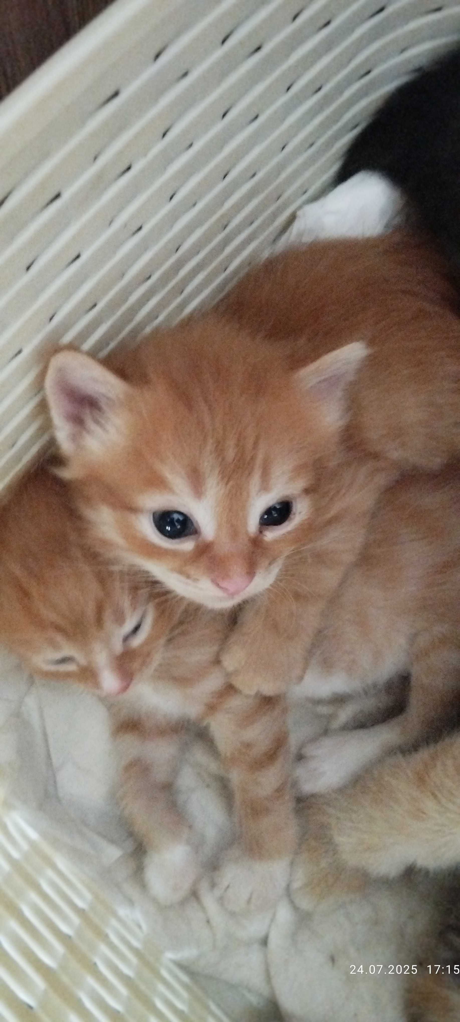 Подарю симпатичных котят