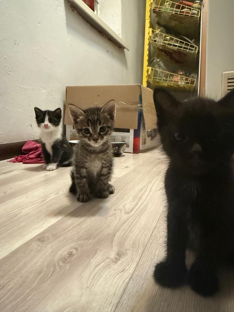 Котята в добрые руки