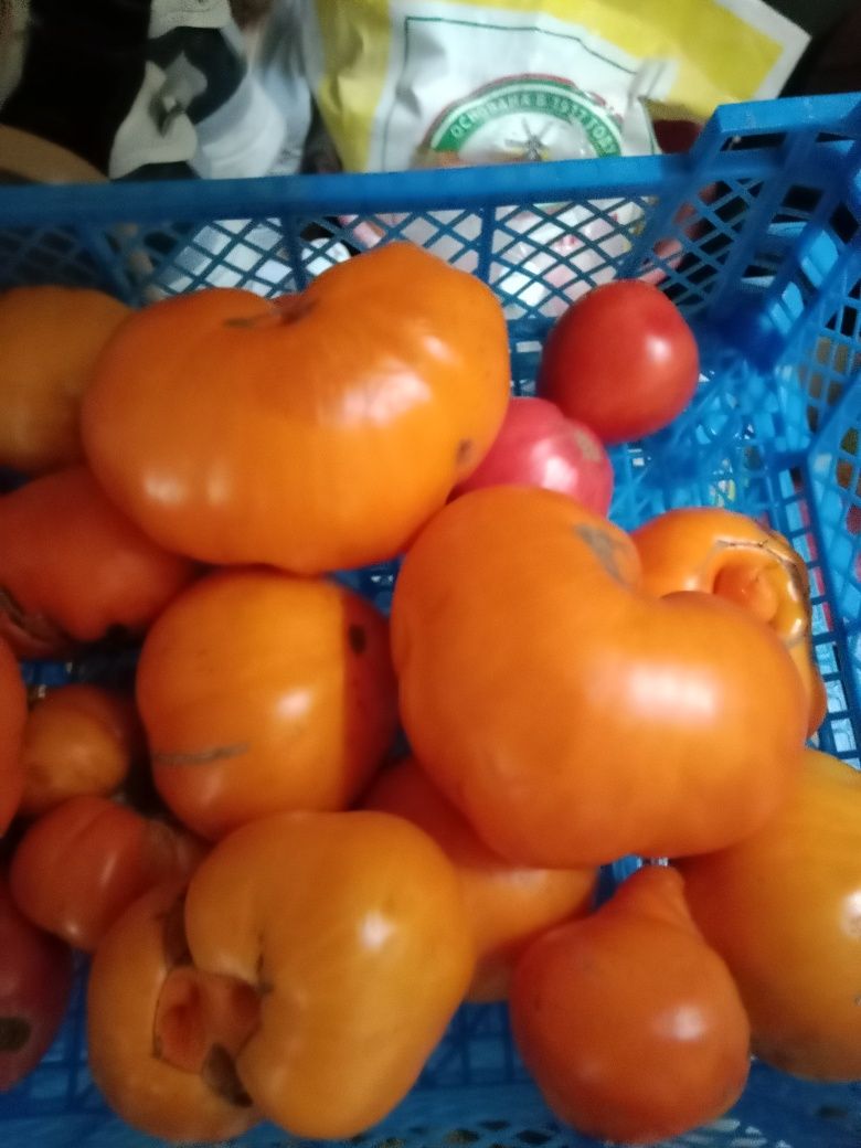Продам помидоры 1500 Аблакетка