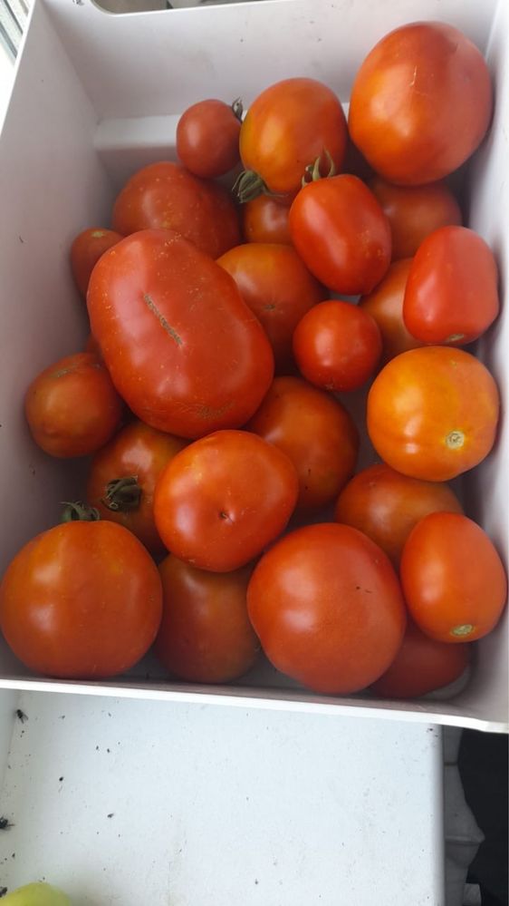 Продам домашние помидоры