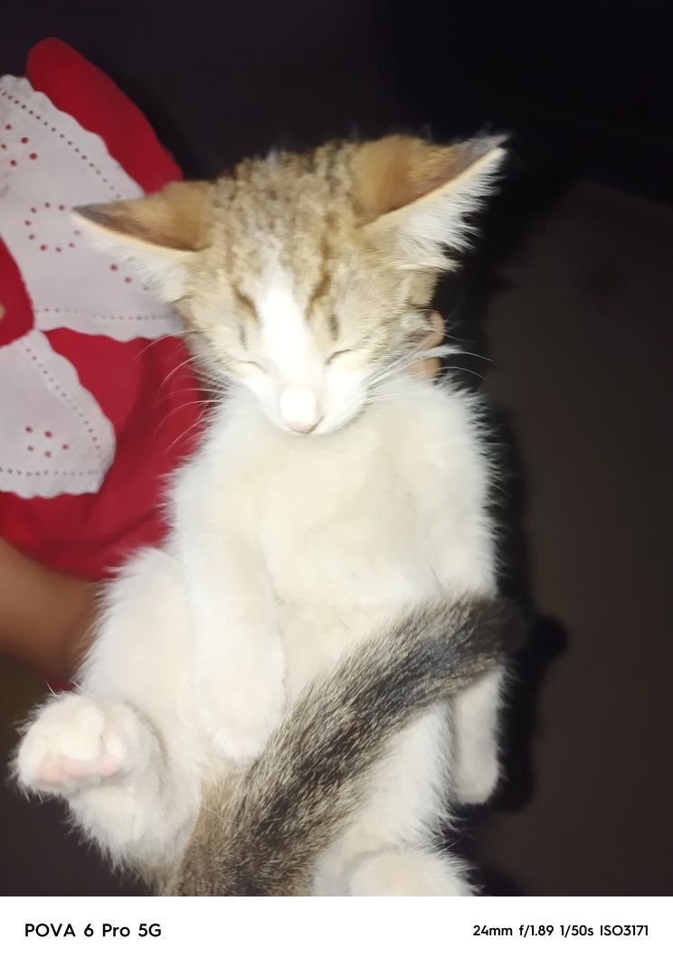 "котята в добрые руки"