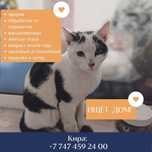 Ласковый котик ищет дом!