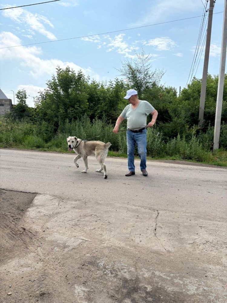 Продам собаку Алабай