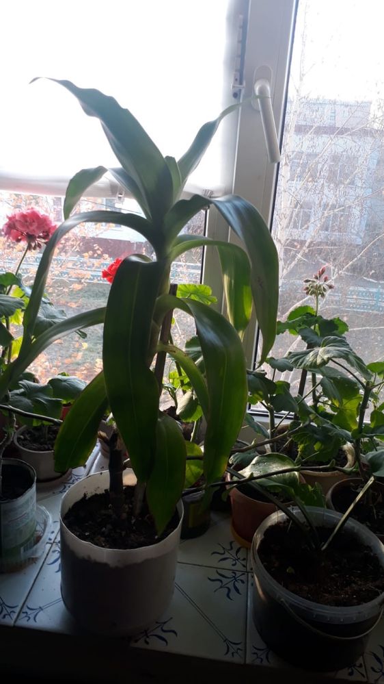 Продам комнатные цветы