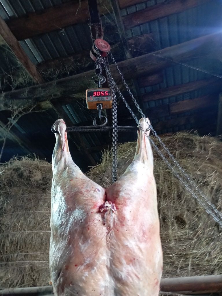 Продам жирный соғым разных возрастов