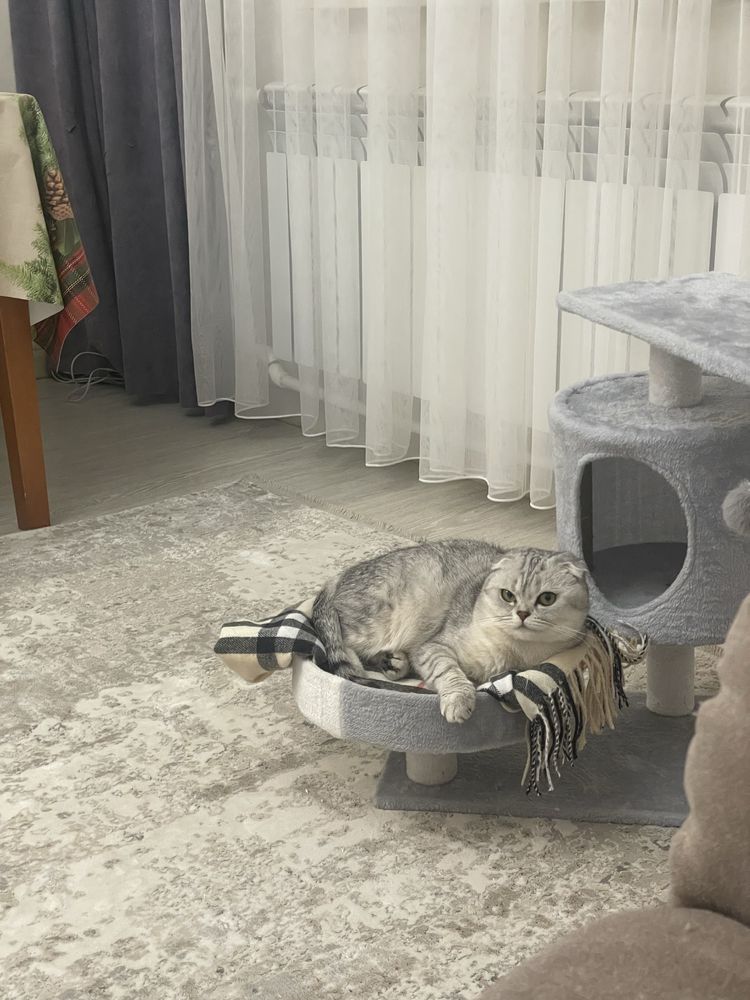 Кошка, веслоухая, шотландка, 2 нода, девочка, прикчена к лотку, воспит