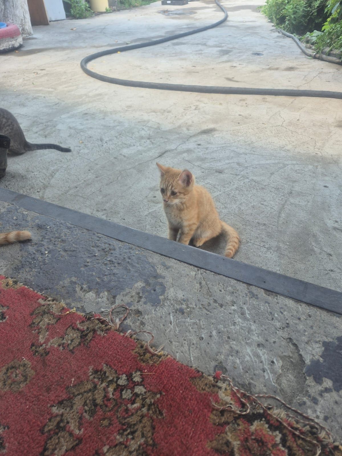 Отдам котят в добрые руки