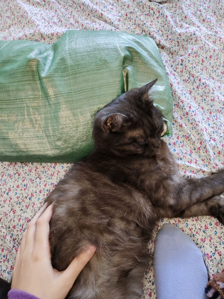 Отлаем кошку в добрые руки