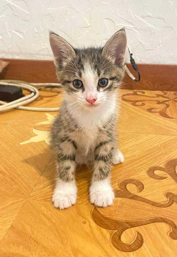 Кошка с котятами